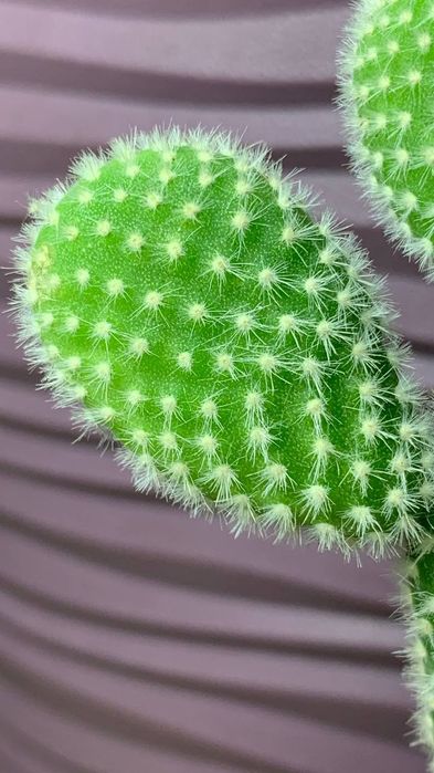 Кактус  Опунция /