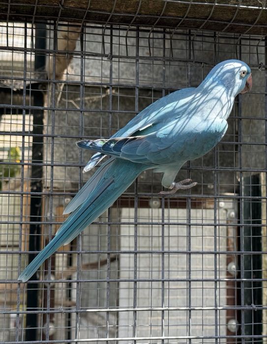 Ring Neck Azul/Cc 2026 Macho