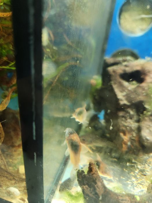 Corydoras Orange Venezuela