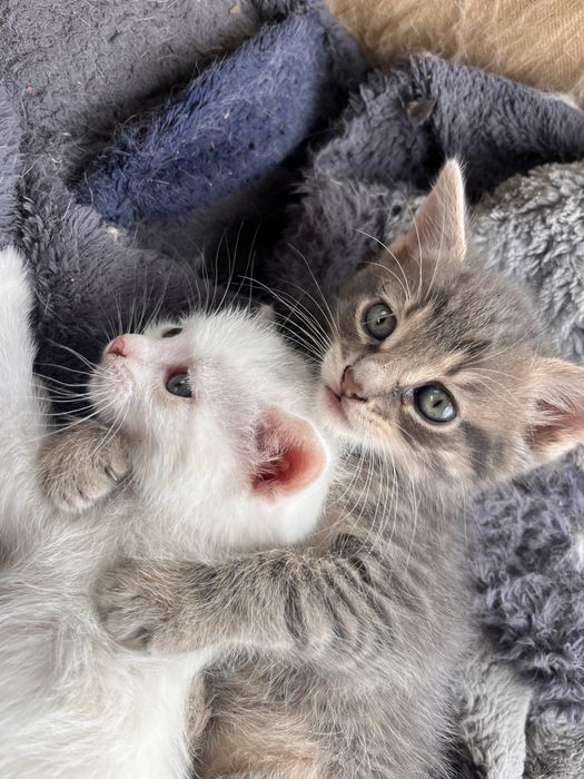 Кошенята шукають родину