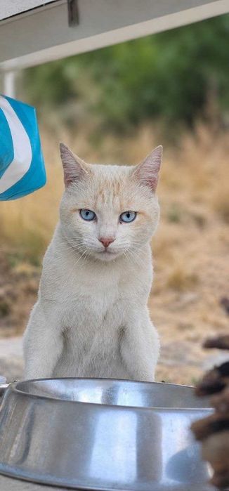 Gato jovem e muito meigo para adoção responsável – Sertã