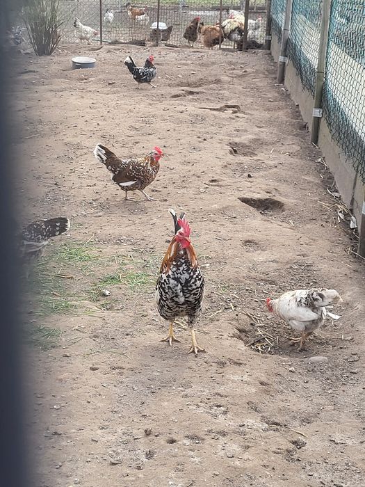 Jajka lęgowe od cwergów.