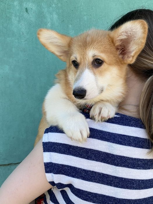 Вельш-корги пемброк (девочки и мальчики)