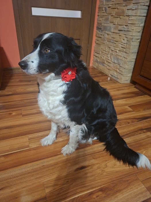 Border Collie piękny szczeniak piesek czarno - biały:-) cud natury
