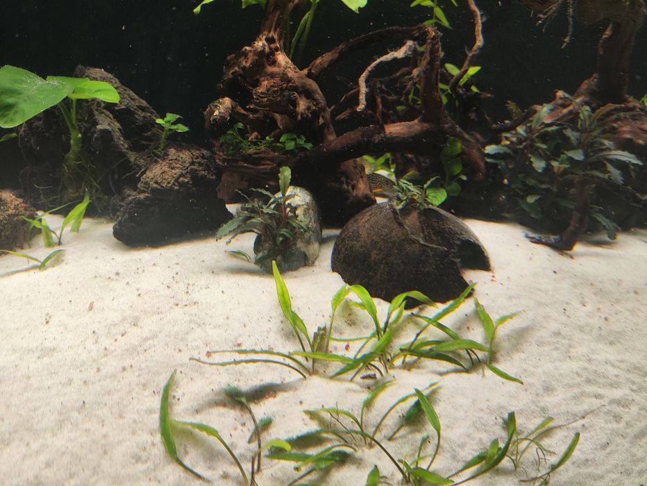 Plantas aquário diversas