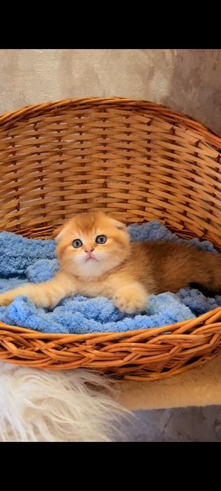 Самий лагідний малюк золота шиншилла