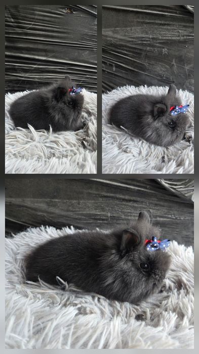 Karzełki Teddy Mini