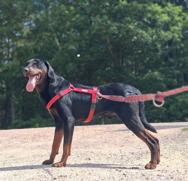 W typie dobermana, Edzio do adopcji