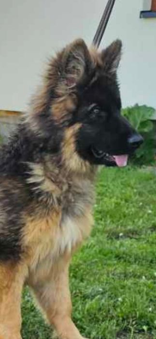 Owczarek niemiecki długowłosy ojciec Vasur Primo Mio Grande