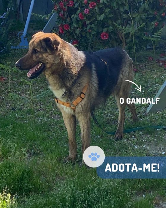 Gandalf - cao jovem de porte grande