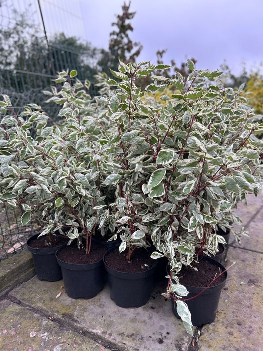 Дерен білий Elegantissima | Aurea в горщиках