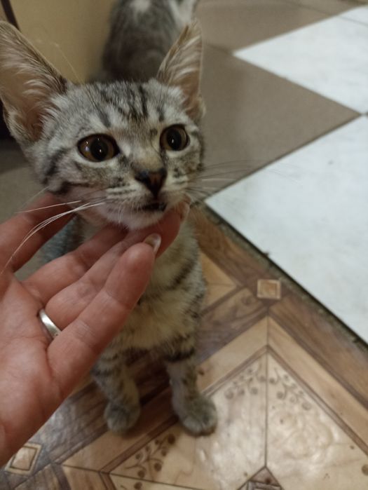 Микки и Марсик котята мальчики ищут дом