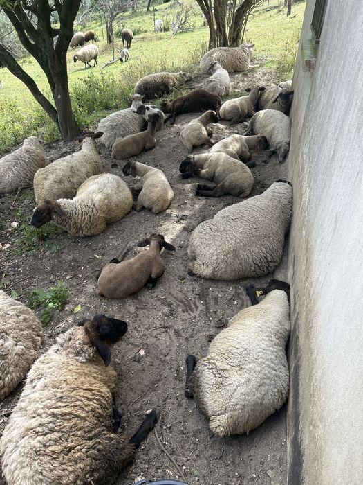 Animais de queinta