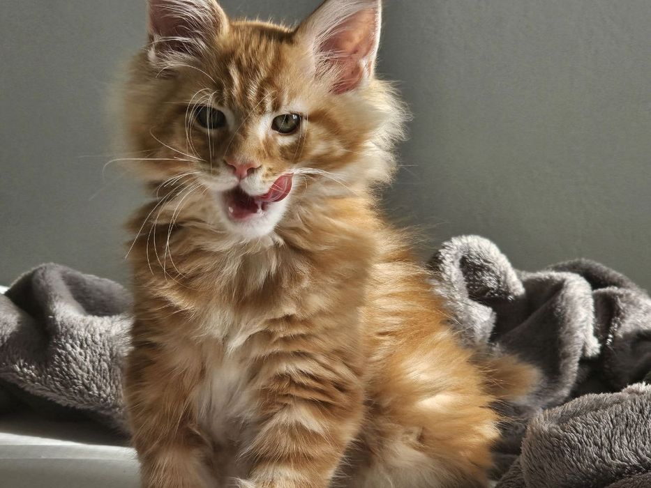 Мейн-кун ищет семью