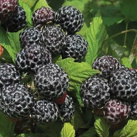 Акебія  фіолетова,і біла, інжир, Маракуйя ,та інші