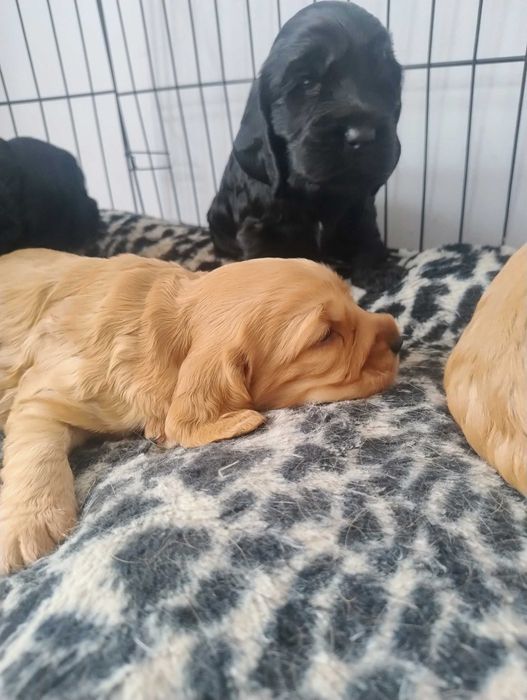 Cocker Spaniel Angielski