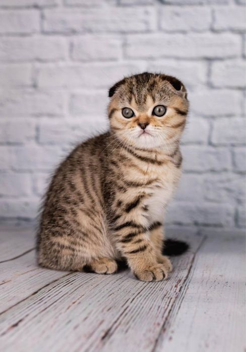 Scottish fold - Шотландський  висловухий котик ,  досі вільний.