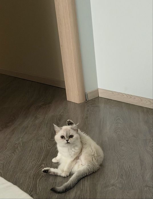 Віддам котика в хороші руки