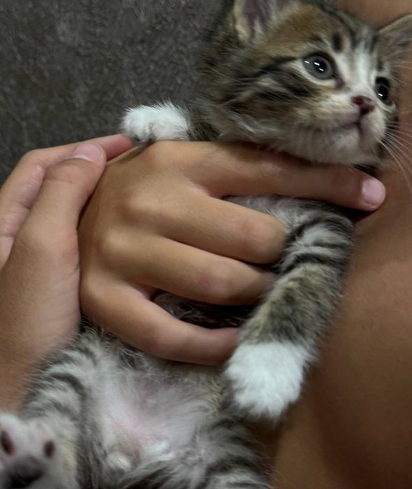 Котенок мальчик в поисках дома!