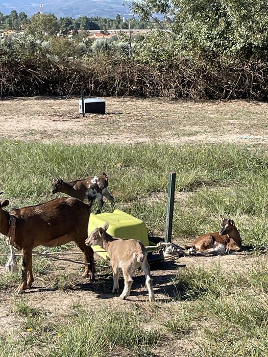 Cabras anãs ( adultas e bebes)