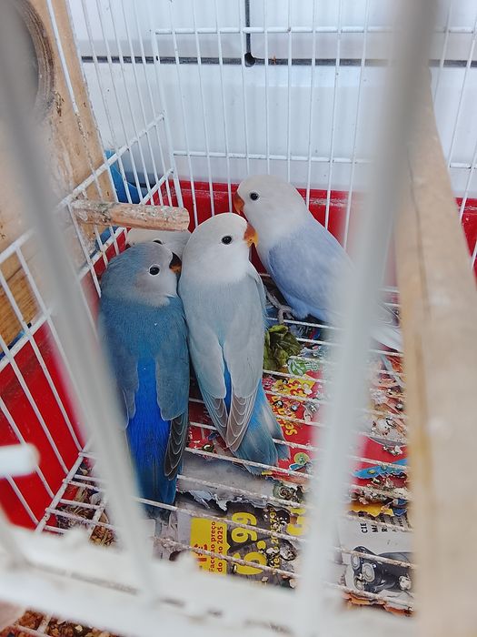 Agapórnis e periquitos