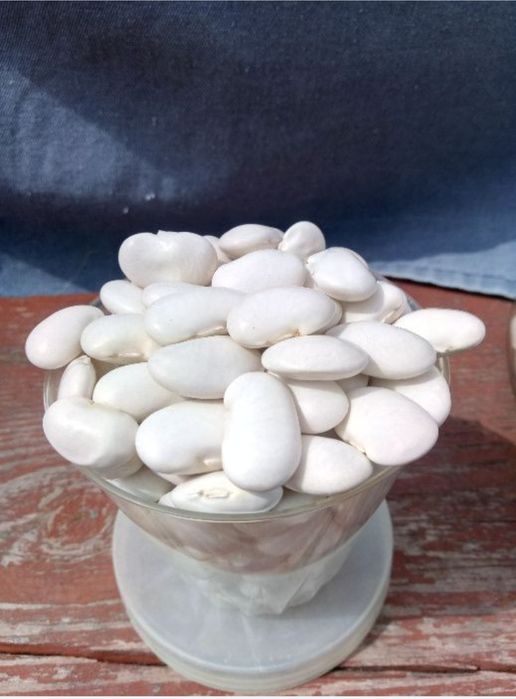 Продам насіння квасолі - кущова .