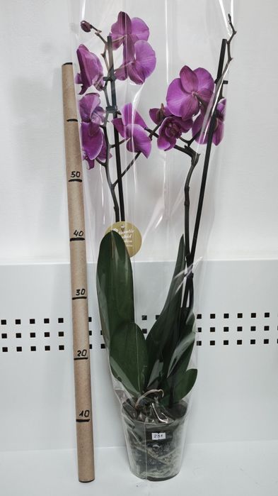 Орхідея фаленопсіс (перецвітає)