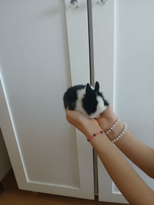 Karzełki miniaturki