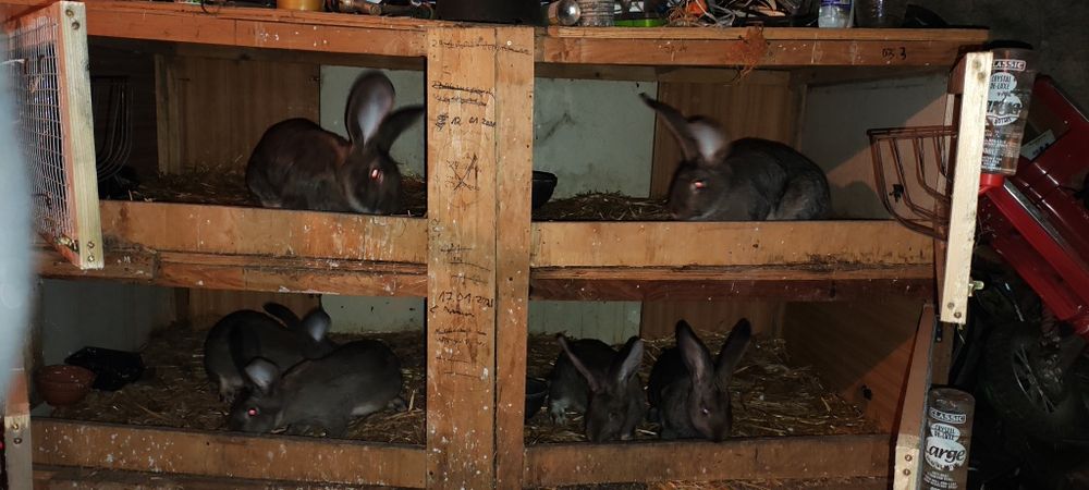 Samice olbrzym belgijski