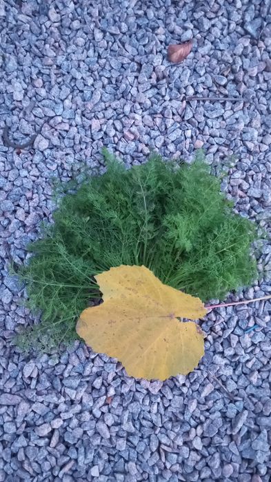 Продам кріп !!! У м.Кривий ріг