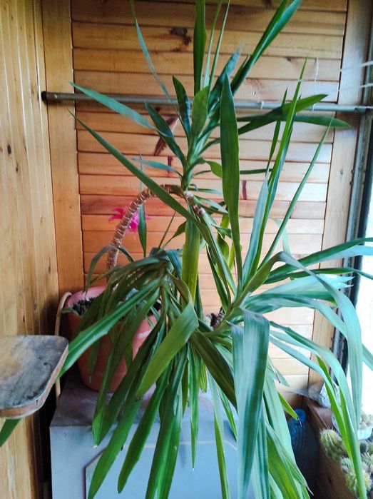 Пальма Юка кімнатна рослина