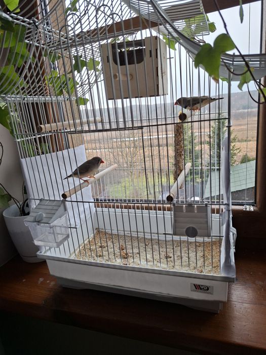 Klatka + dwie zeberki