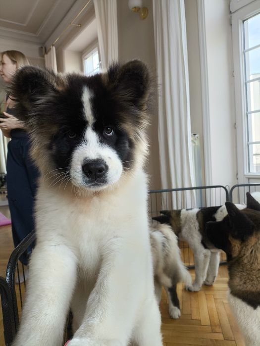 Długowłosa Akita Amerykańska suczka Finigan FCI