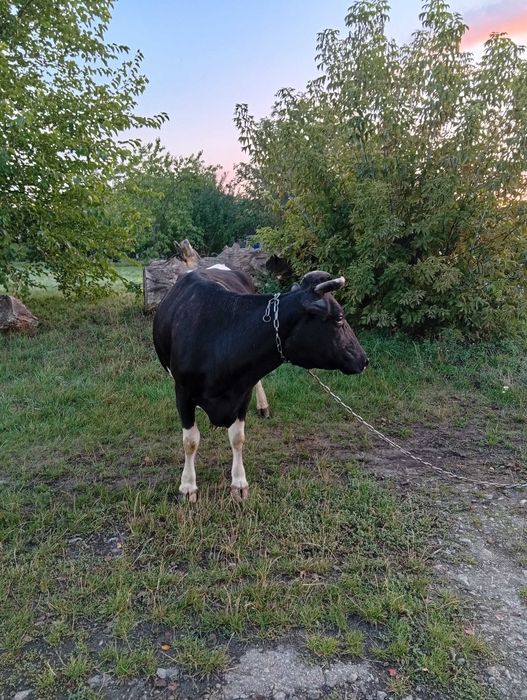 Продам тілну корову.