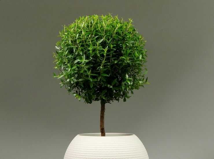 Мирт очень красивое растение, свежезрез + укоренённый