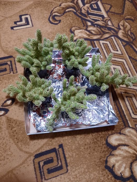 Кактус кімнатний