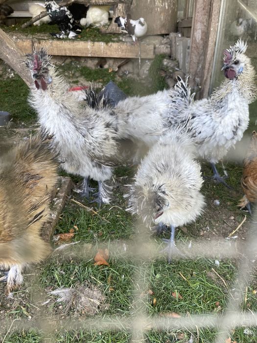 Koguty ozdobne z zeszłego roku