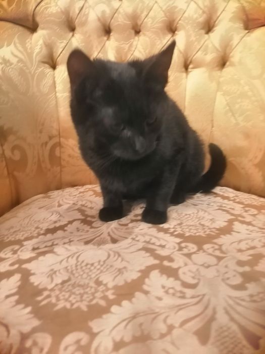 Czarny kot. oddam za darmo