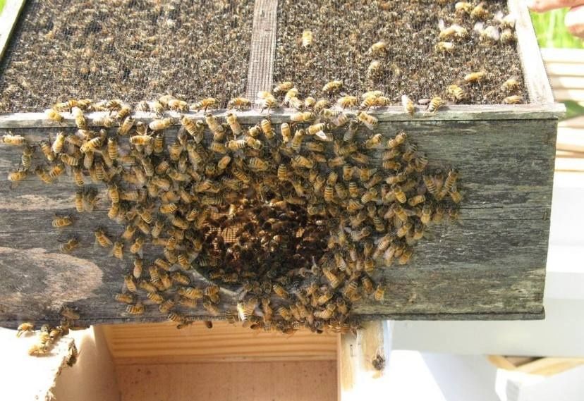 Продам пчелопакеты