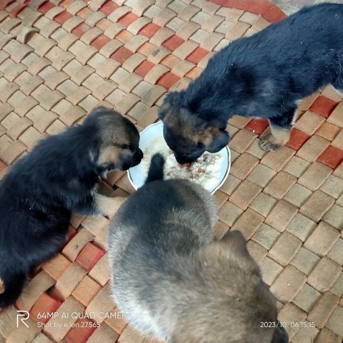 Віддам в добрі руки