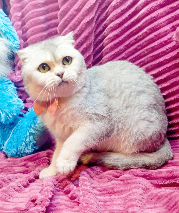 Шотландская серебристая шиншилла кошечка