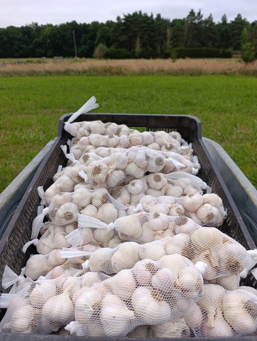 Czosnek jarus wiosenny spożywczy/ sadzenie