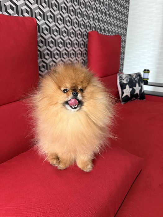 Вязка шпиц невеста для собаки