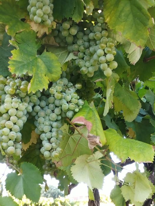 Vendo uvas azal de ramada ao kg