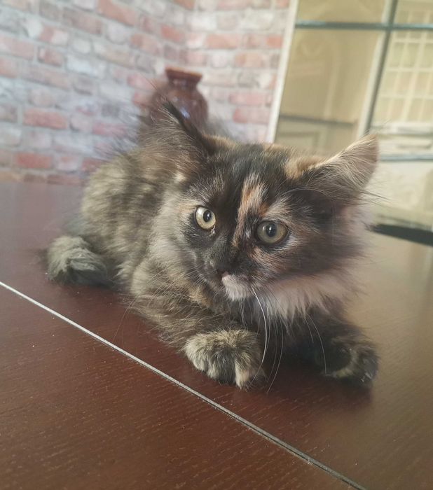 Киця кошеня безкоштовно
