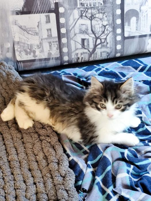 Кошеня в добрі руки! Хлопчик