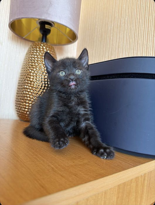 Выбери меня !) Киев,доставка