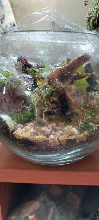 Ecossistema de floresta zen