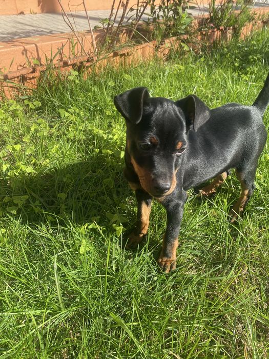 Pincher Fêmea puro pronto para entrega