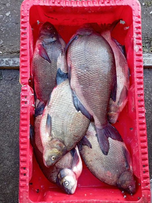 PŁOĆ- sprzedaż ryb konsumpcyjnych